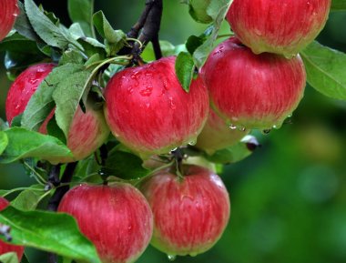 Bir ağaç dalına kırmızı elmalar vardır