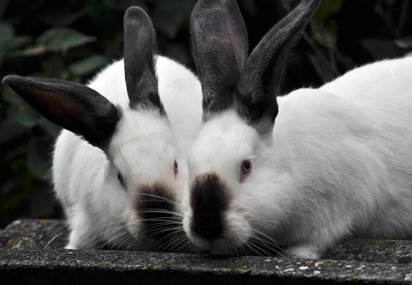 Raza californiana de conejos — Foto de Stock