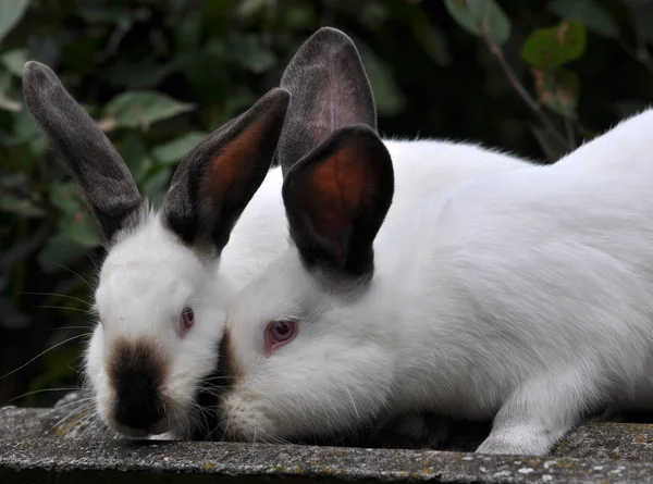 Kalifornische Kaninchenzucht — Stockfoto