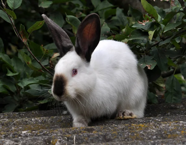Californian breed of rabbits — Stock Photo, Image