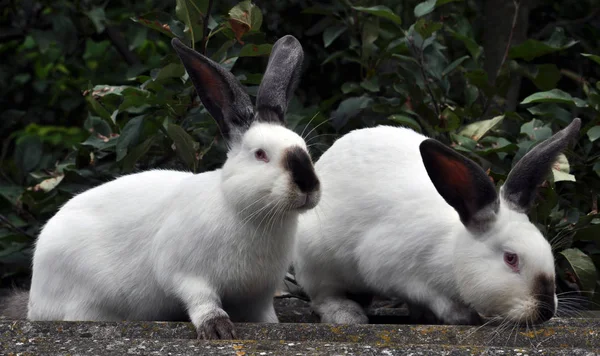 Raza californiana de conejos — Foto de Stock