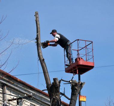 Sokakta ağaç bahar süsleme