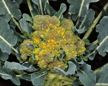 Lahana brokoli yerde büyümek