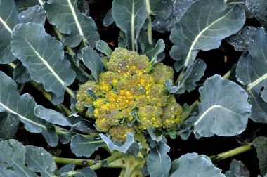 Lahana brokoli yerde büyümek