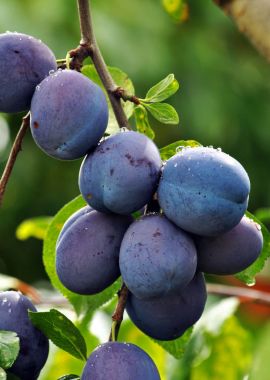 Bir erik ağacı dalı