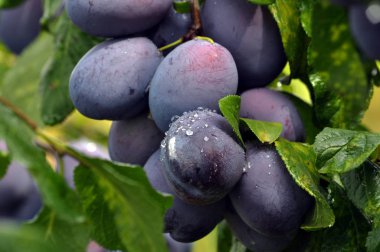 Bir erik ağacı dalı