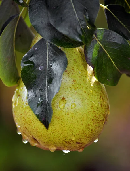 Pears on a branch of a tree — Stock Photo, Image