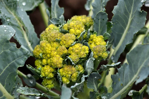 Pe pământ cresc broccoli de varză — Fotografie, imagine de stoc