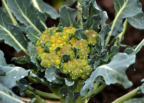 On the ground grow cabbage broccoli — Stock Photo, Image