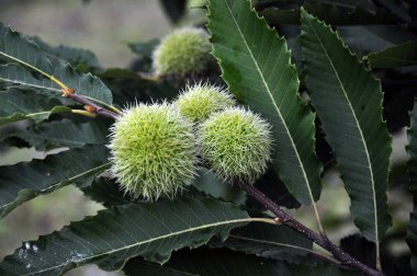 Kestane dikenli bir peluş yenilebilir olduğunu