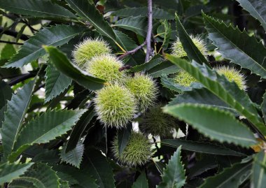 Kestane dikenli bir peluş yenilebilir olduğunu