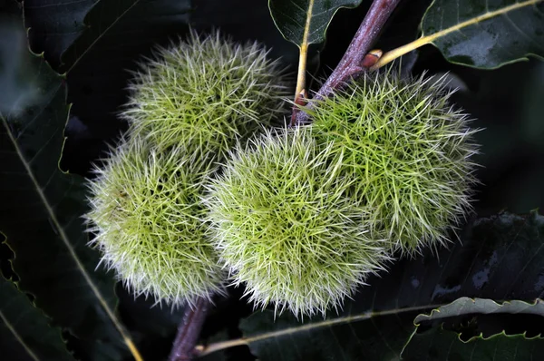Kestane dikenli bir peluş yenilebilir olduğunu
