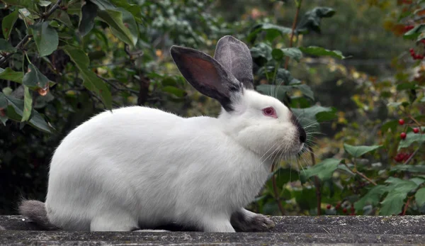 Race californienne de lapins — Photo