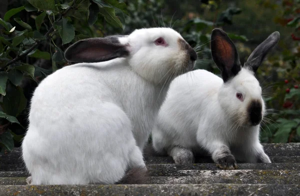 Raça californiana de coelhos — Fotografia de Stock