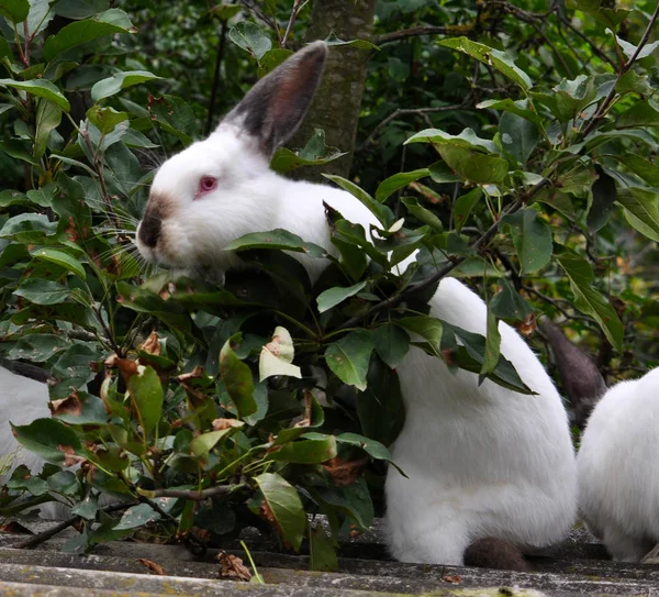 Raça californiana de coelhos — Fotografia de Stock