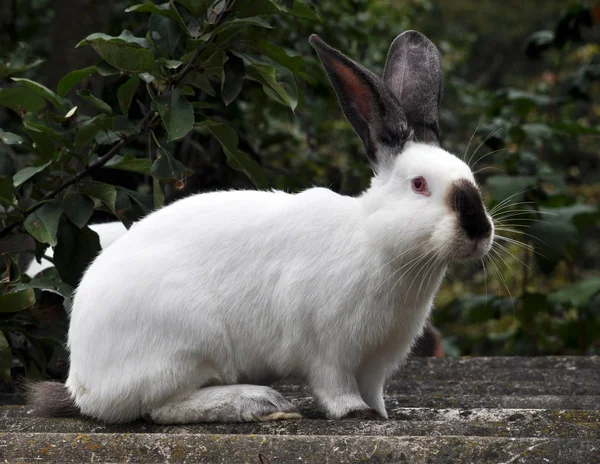 Californian breed of rabbits — Stock Photo, Image