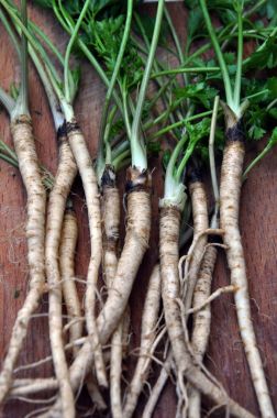 Yaprak maydanoz kökü ile