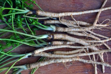 Yaprak maydanoz kökü ile