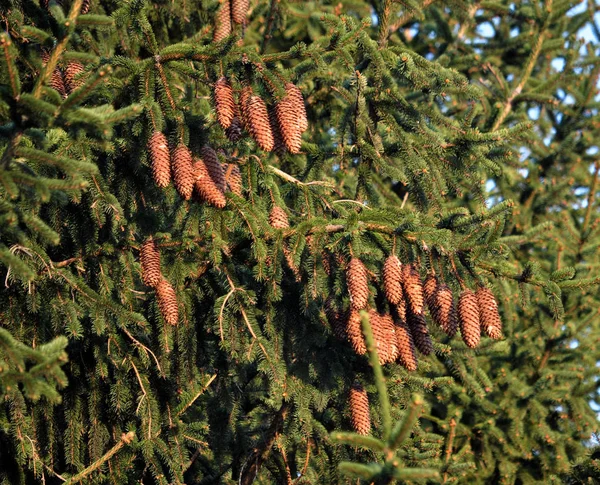 Šišky, které rostou na větvích jedlí — Stock fotografie