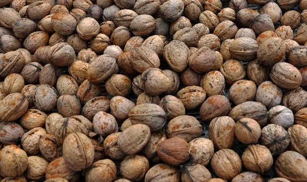 Matured fruits of walnut in a shell — Stock Photo, Image