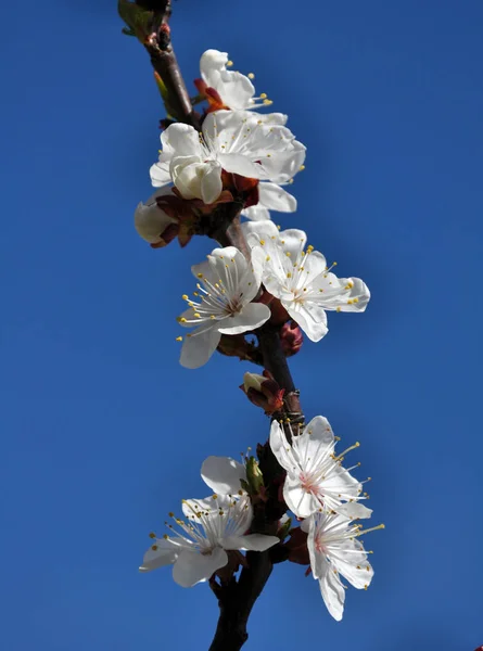 Spring flower apricot — Stock Photo, Image