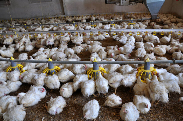 Farm for growing broiler chickens