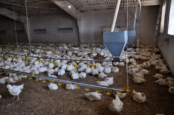 Farm for growing broiler chickens