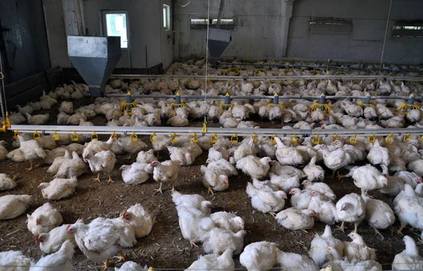 Farm for growing broiler chickens — Stock Photo, Image