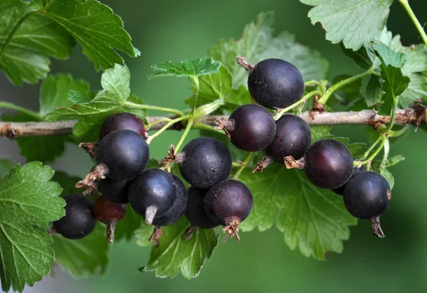 Gren av bush yoshta med bär — Stockfoto