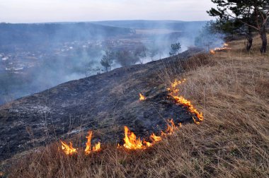 Çam ormanı içinde kuru ot parladı