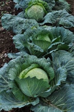 Beyaz lahana bir bahçe sitesinde başkanları