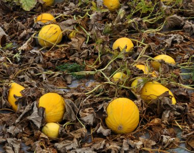 Kavun alanında büyür