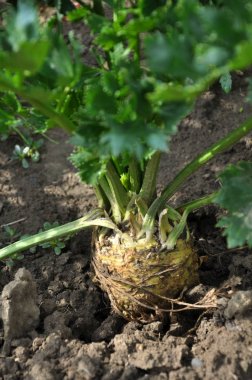 Yabani havuç organik toprakta yetişir