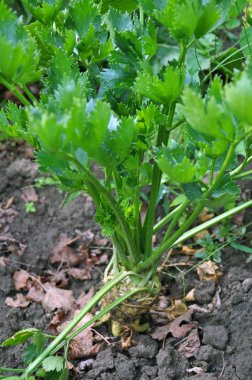 Yabani havuç organik toprakta yetişir