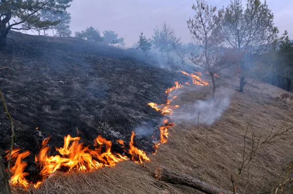 Çam ormanı içinde kuru ot parladı — Stok fotoğraf