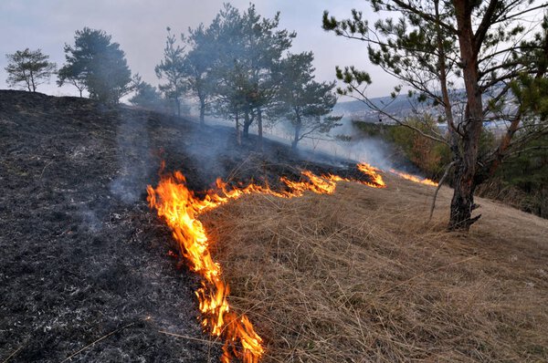 In the pine forest, a dry grass flashed