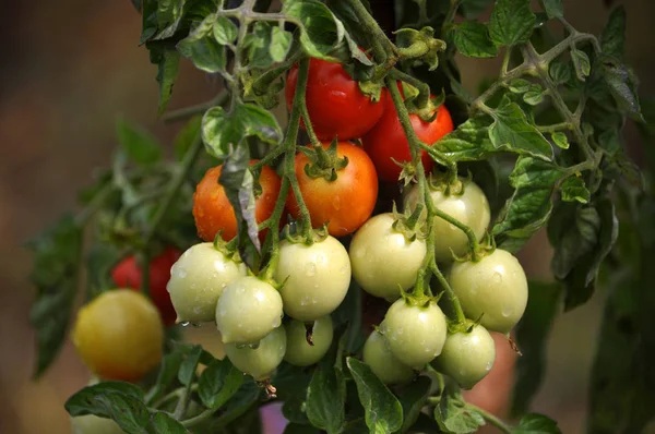 На ветвях кустов созревают помидоры черри — стоковое фото