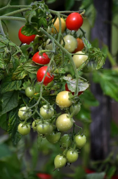 En las ramas de los arbustos maduran tomates cherry — Foto de Stock