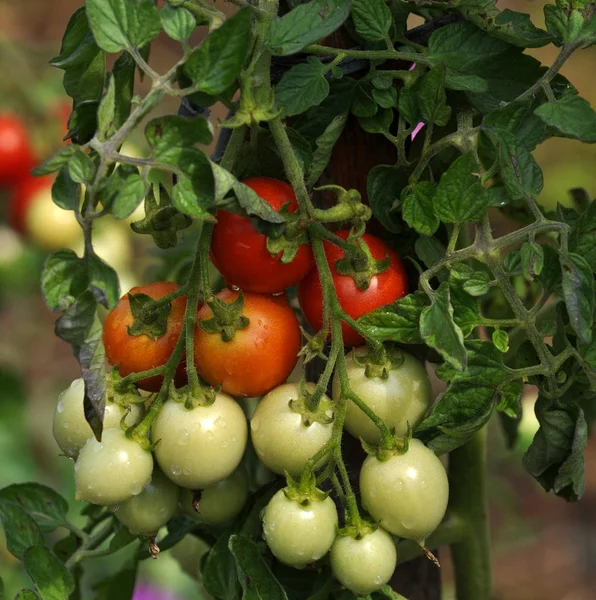 On the branches of the bushes ripen cherry tomatoes — Stock Photo, Image