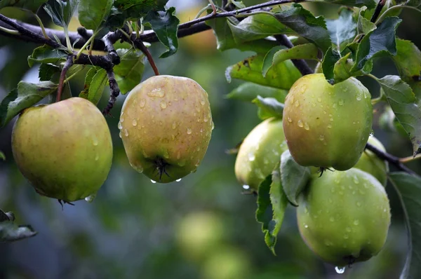 On the branches of a tree yellow apples mature — Stock Photo, Image