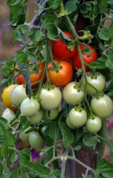 On the branches of the bushes ripen cherry tomatoes — Stock Photo, Image