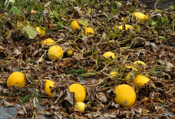 No melão de campo cresce — Fotografia de Stock