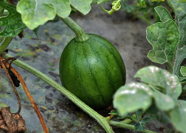 Karpuz alanında olgunlaşmak