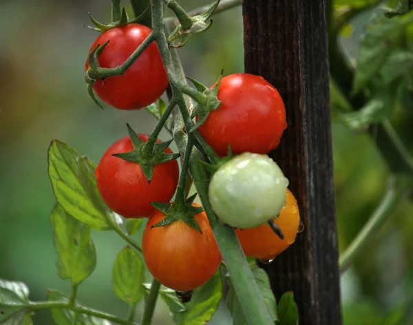 On the branches of the bushes ripen cherry tomatoes Royalty Free Stock Images