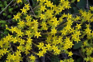 Önümüzdeki bahçedeki dönüm