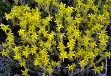 Önümüzdeki bahçedeki dönüm