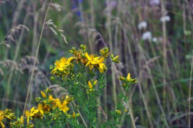 Vahşi yaz çim ve çiçek