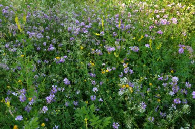 Vahşi yaz çim ve çiçek