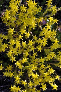 Önümüzdeki bahçedeki dönüm