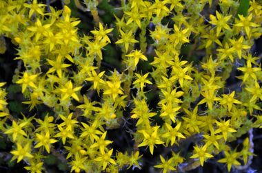 Önümüzdeki bahçedeki dönüm